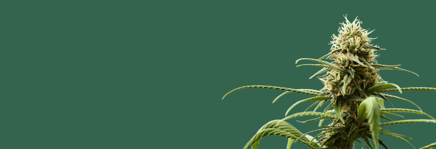 Grüner Hintergrund mit einer Cannabispflanze an der rechten Seite
