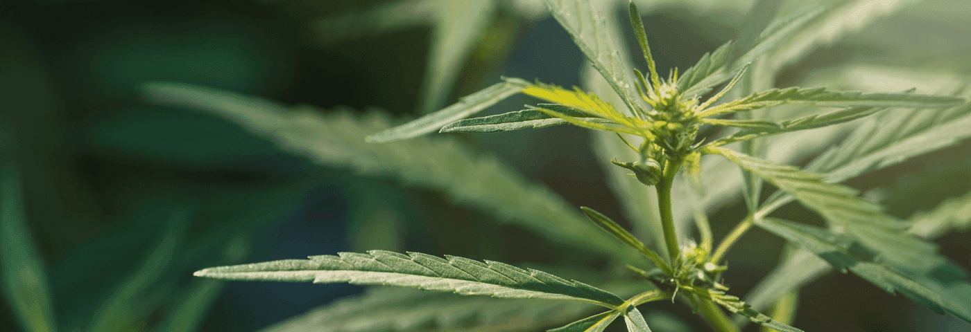 Nahaufnahme einer Cannabispflanze
